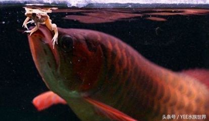 龍魚(yú)最多可以幾天不喂食，龍魚(yú)在不喂食的情況下最多可以存活多久？ 龍魚(yú)百科 第5張