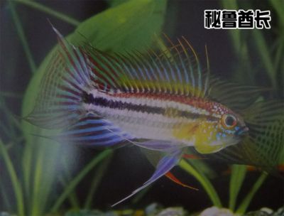 巴西鯛魚苗養(yǎng)殖成本構(gòu)成，巴西鯛魚苗養(yǎng)殖成本構(gòu)成包括：魚苗購買費(fèi)用、飼料成本、水電費(fèi)用 觀賞魚市場（混養(yǎng)魚） 第1張