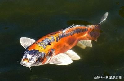 如何改善魚苗水質(zhì)環(huán)境，如何改善魚苗水質(zhì)環(huán)境以確保其健康生長的健康生長 觀賞魚市場（混養(yǎng)魚） 第4張