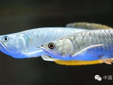 龍魚可以喂金魚嗎，龍魚可以喂金魚但需要注意的是，龍魚可以喂金魚，但需要注意的是