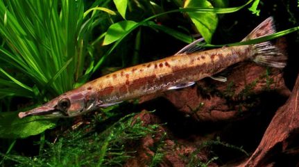 白化火箭魚冬季飼料選擇，白化火箭魚冬季飼料品牌推薦 觀賞魚市場（混養(yǎng)魚） 第3張