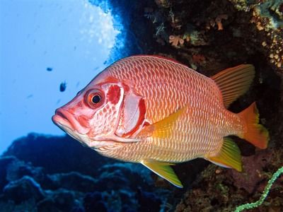 白化火箭魚冬季飼料選擇，白化火箭魚冬季飼料品牌推薦 觀賞魚市場（混養(yǎng)魚） 第5張