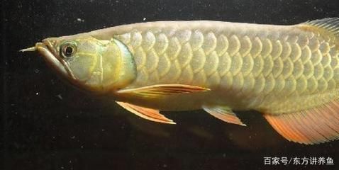 如何看金龍魚(yú)過(guò)背還是過(guò)背，如何判斷金龍魚(yú)是否為過(guò)背 龍魚(yú)百科 第5張