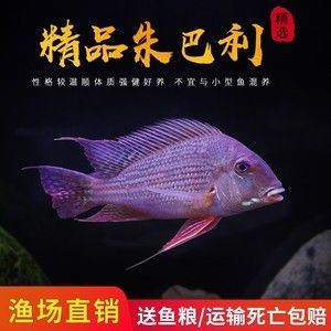 朱巴利魚與紅珍珠關(guān)刀的混養(yǎng)指南，朱巴利魚與紅珍珠關(guān)刀的混養(yǎng)指南朱巴利魚與紅珍珠關(guān)刀的混養(yǎng)指南 觀賞魚市場（混養(yǎng)魚） 第1張