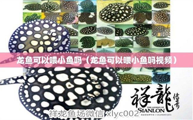 龍魚可以喂小魚嗎怎么喂的，如何自制龍魚飼料,龍魚喂食后水質(zhì)管理 龍魚百科 第3張