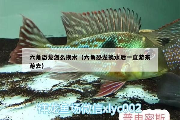 六角恐龍魚換水，六角恐龍魚換水方法