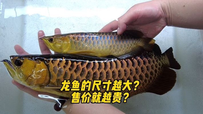 品相好的龍魚(yú)多少錢(qián)一只啊，品相好的龍魚(yú)價(jià)格因品種、大小和稀有程度而異