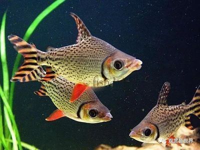 飛鳳魚繁殖期飼料種類推薦，飛鳳魚繁殖期推薦飼料種類為小型活餌和顆粒的餌料