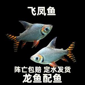 龍魚配泰國鯽魚好嗎，龍魚與泰國鯽魚混養(yǎng)比例,泰國鯽魚日常飼料選擇指南 龍魚百科 第5張