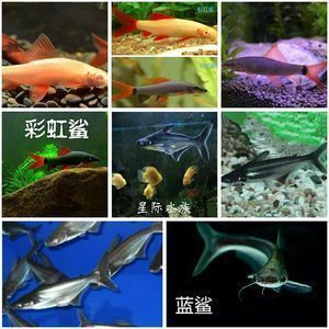 鴨嘴鯊魚(yú)的生活習(xí)性探究，鴨嘴鯊魚(yú)的天敵有哪些鴨嘴鯊魚(yú)的棲息地保護(hù)措施