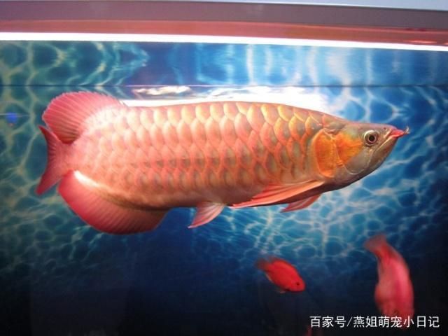 龍魚品種和價(jià)格，龍魚品種及其價(jià)格區(qū)間大致如下龍魚價(jià)格區(qū)間大致如下 龍魚百科 第2張