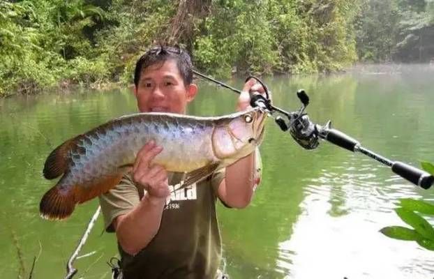 日本金龍魚鉤好用嗎知乎，日本金龍魚鉤與達(dá)摩鉤對(duì)比，金龍魚鉤價(jià)格區(qū)間查詢 龍魚百科 第3張