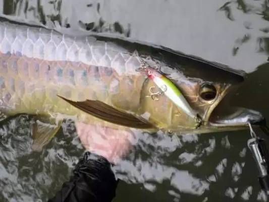 日本金龍魚鉤好用嗎知乎，日本金龍魚鉤與達(dá)摩鉤對(duì)比，金龍魚鉤價(jià)格區(qū)間查詢 龍魚百科 第5張