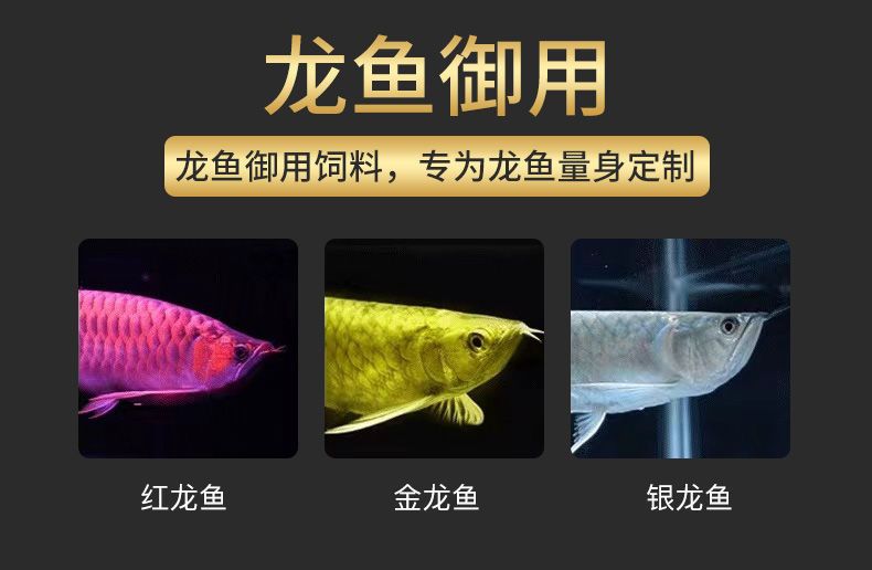 龍魚養(yǎng)殖注意事項，養(yǎng)殖龍魚的注意事項 龍魚百科 第5張