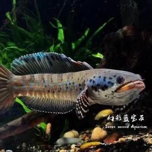 雷龍魚(yú)種類，雷龍魚(yú)市場(chǎng)價(jià)格趨勢(shì)分析