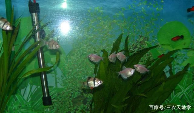 水族箱適宜魚種搭配指南，水族箱中適宜的魚種搭配 觀賞魚市場（混養(yǎng)魚） 第5張