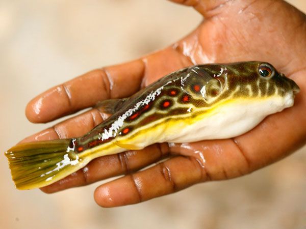 紅圓點狗頭魚繁殖技術(shù)要點，紅圓點狗頭魚的繁殖技術(shù)要點 觀賞魚市場（混養(yǎng)魚） 第3張