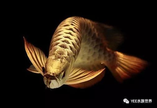 什么龍魚好養(yǎng)不容易死呢，好養(yǎng)不易死的龍魚品種