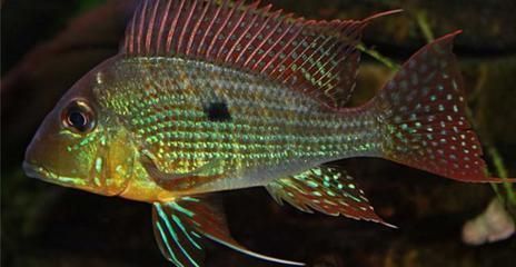 白子關(guān)刀魚飼料配比調(diào)整技巧，白子關(guān)刀魚飼料營養(yǎng)成分分析