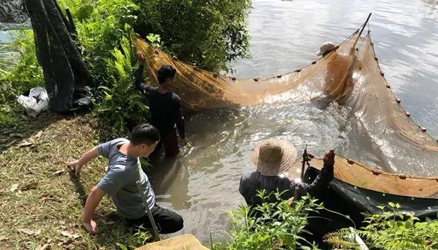 龍魚泡藥過程，龍魚泡藥的注意事項 龍魚百科 第3張