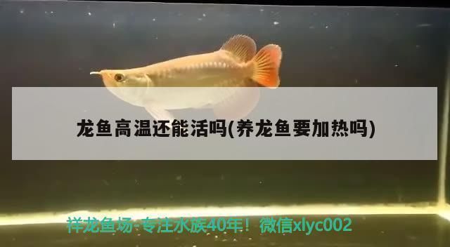 翡翠鳳凰魚適宜水溫范圍，翡翠鳳凰魚適宜在24-26℃的水溫環(huán)境中生存 觀賞魚市場(chǎng)（混養(yǎng)魚） 第4張