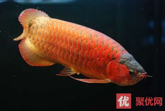 如何挑選紅龍魚幼魚，如何挑選紅龍魚幼魚，紅龍魚幼魚成長速度查詢指南