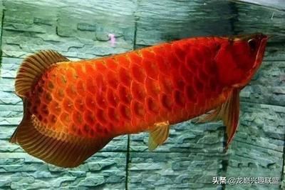 龍魚魚頭朝下是怎么回事，龍魚魚頭朝下的原因 龍魚百科 第4張