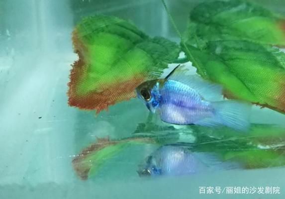 短鯛對(duì)三間鼠魚繁殖的影響，短鯛與三間鼠魚的混養(yǎng)需要注意一些問題