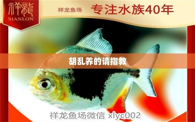 泰龐海鰱魚營養(yǎng)價值分析，泰龐海鰱魚的養(yǎng)殖方法