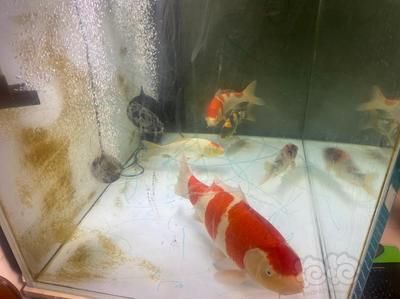 丹頂錦鯉飼料保存技巧，丹頂錦鯉飼料的保存技巧