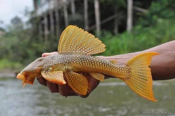 黃金達(dá)摩魚繁殖條件要求，黃金達(dá)摩魚的繁殖條件要求