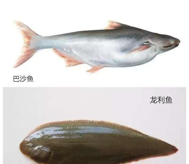 龍魚有什么營養(yǎng)，龍魚不僅味道鮮美而且營養(yǎng)價值高而且營養(yǎng)價值高