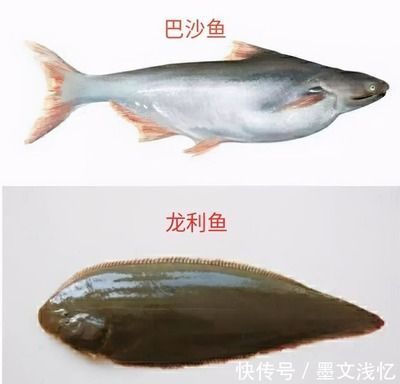 龍魚(yú)有什么營(yíng)養(yǎng)，龍魚(yú)不僅味道鮮美而且營(yíng)養(yǎng)價(jià)值高而且營(yíng)養(yǎng)價(jià)值高 龍魚(yú)百科 第3張