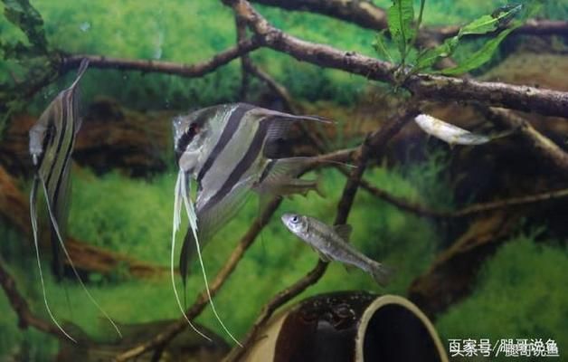 埃及神仙魚繁殖缸布置要點(diǎn)，埃及神仙魚的繁殖缸布置要點(diǎn) 觀賞魚市場（混養(yǎng)魚） 第5張