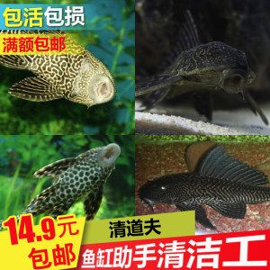 豹紋夫魚(yú)苗疾病預(yù)防措施，豹紋夫魚(yú)苗混養(yǎng)注意事項(xiàng)豹紋夫魚(yú)苗混養(yǎng)注意事項(xiàng)