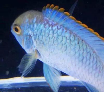 翡翠鳳凰魚水溫調(diào)控方法，翡翠鳳凰魚換季護理要點翡翠鳳凰魚換季護理要點 觀賞魚市場（混養(yǎng)魚） 第4張