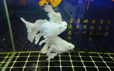 虎魚選購常見誤區(qū)，虎魚選購技巧與注意事項(xiàng)選購技巧與注意事項(xiàng)