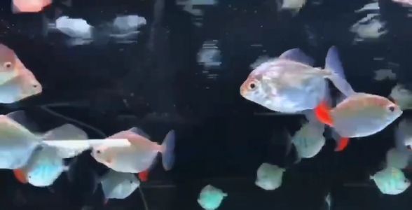 紅勾銀版魚繁殖期飼料選擇，紅勾銀版魚繁殖期飼料通用標(biāo)準(zhǔn)紅勾銀版魚繁殖飼料自制方法