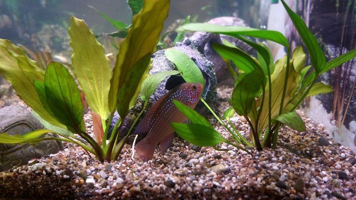 紅勾銀版魚繁殖期飼料選擇，紅勾銀版魚繁殖期飼料通用標準紅勾銀版魚繁殖飼料自制方法 觀賞魚市場（混養(yǎng)魚） 第4張