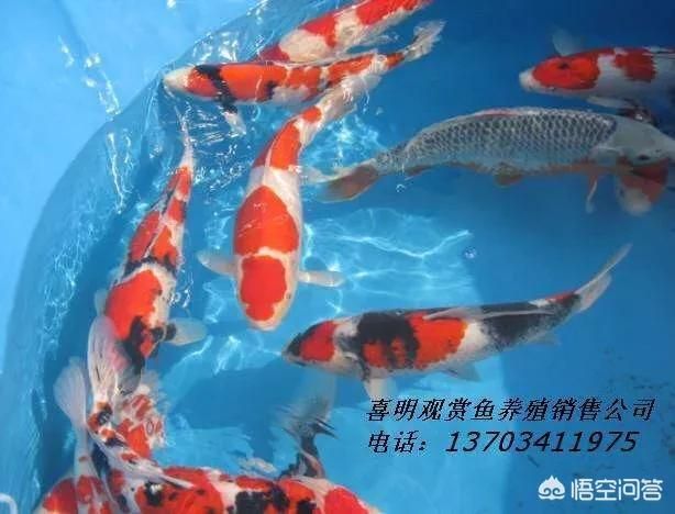 龍鳳鯉魚日常護理要點，水質(zhì)對龍鳳鯉魚的健康至關(guān)重要飼養(yǎng)水族箱的水需要定期檢測 觀賞魚市場（混養(yǎng)魚） 第4張