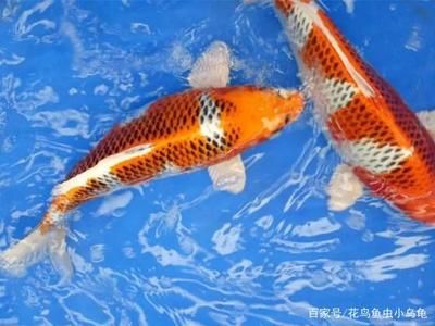 龍鳳鯉魚日常護理要點，水質(zhì)對龍鳳鯉魚的健康至關(guān)重要飼養(yǎng)水族箱的水需要定期檢測 觀賞魚市場（混養(yǎng)魚） 第3張