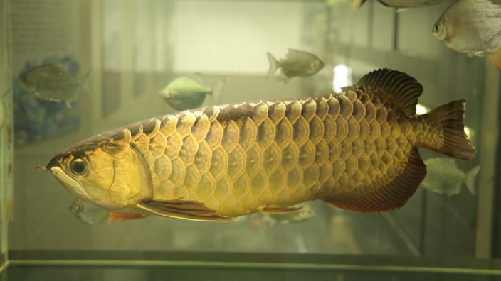 藍(lán)色過背金龍魚，藍(lán)色過背金龍魚——藍(lán)色過背金龍魚