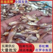 馬拉莫寶石魚苗，養(yǎng)殖馬拉莫寶石魚苗需要注意以下幾個(gè)方面 觀賞魚市場（混養(yǎng)魚） 第1張