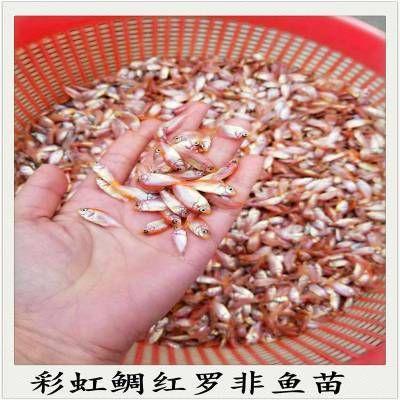 馬拉莫寶石魚苗，養(yǎng)殖馬拉莫寶石魚苗需要注意以下幾個(gè)方面 觀賞魚市場（混養(yǎng)魚） 第3張