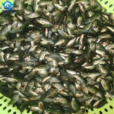 馬拉莫寶石魚苗，養(yǎng)殖馬拉莫寶石魚苗需要注意以下幾個(gè)方面 觀賞魚市場（混養(yǎng)魚） 第2張