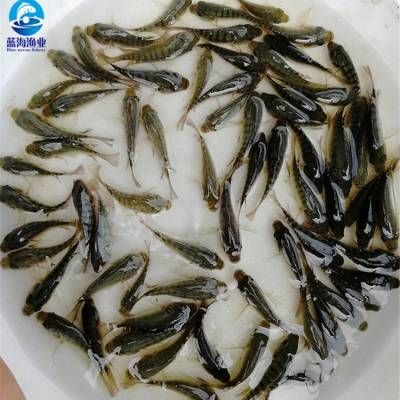 馬拉莫寶石魚苗，養(yǎng)殖馬拉莫寶石魚苗需要注意以下幾個(gè)方面 觀賞魚市場（混養(yǎng)魚） 第5張