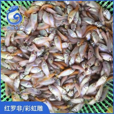 馬拉莫寶石魚苗，養(yǎng)殖馬拉莫寶石魚苗需要注意以下幾個(gè)方面 觀賞魚市場（混養(yǎng)魚） 第4張