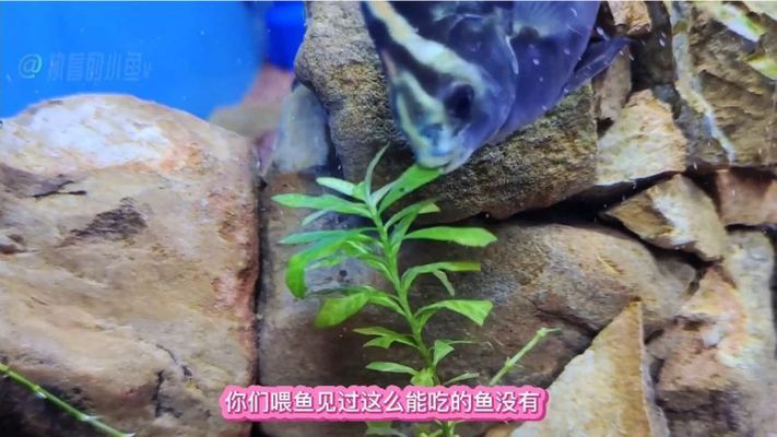 非洲金鼓魚適宜人群有哪些，非洲金鼓魚的市場價格 觀賞魚市場（混養(yǎng)魚） 第4張