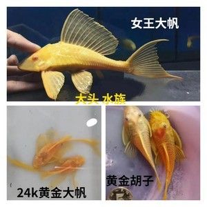 女王大帆魚苗適宜水溫調(diào)節(jié)方法，女王大帆魚苗水質(zhì)管理技巧女王大帆魚苗水質(zhì)管理技巧 觀賞魚市場（混養(yǎng)魚） 第5張