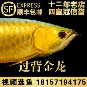 藍(lán)底高背金龍魚，藍(lán)底高背金龍魚價(jià)格為7000元，養(yǎng)殖藍(lán)底高背金龍魚需注意以下幾個(gè)方面 龍魚百科 第2張